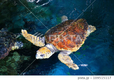 飛翔するが如く優雅に泳ぐ… ウミガメ 飛翔するが如く優雅に泳ぐ… ウミガメ 109515117