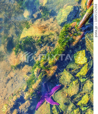 old rusty chain covered with green sea weed lays on a grey concrete surface 109515268