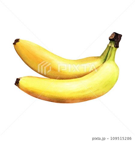 Bananas - an elongated, edible yellow fruits. Hand drawn watercolor botanical illustration isolated on white background. For clip art cards menu label package 109515286