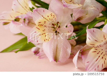 Alstroemeria pink flowers, macro photo. Abstract, floral greeting card.  109515750