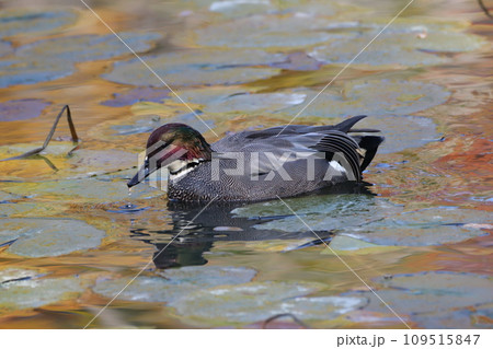 ナポレオンハットのヨシガモ 109515847