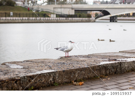 Seagulls on the river embankment in the city Seagulls on the river embankment in the city 109515937