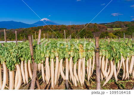 (静岡県)箱根西麓のダイコン干し (静岡県)箱根西麓のダイコン干し 109516418