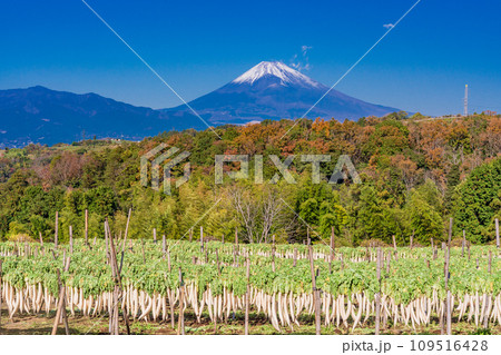 （静岡県）箱根西麓のダイコン干し 109516428