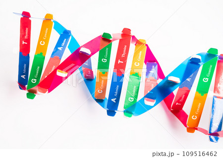 DNA or Deoxyribonucleic acid is a double helix chains structure formed by base pairs attached to a sugar phosphate backbone. DNA or Deoxyribonucleic acid is a double helix chains structure formed by base pairs attached to a sugar phosphate backbone. 109516462