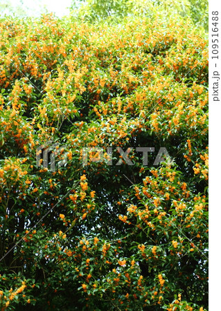 キンモクセイの花 109516488