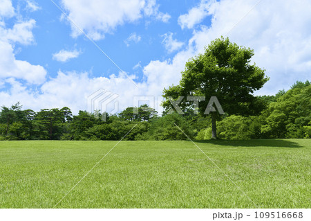 緑の芝生と青空の広がる風景 109516668