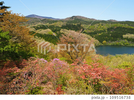 ピンクや赤いつつじと新緑とのコントラストが印象的で綺麗だ。 ピンクや赤いつつじと新緑とのコントラストが印象的で綺麗だ。 109516738