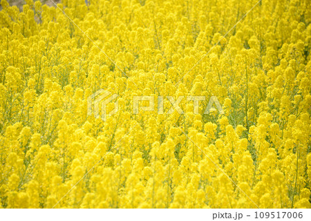 一面の菜の花畑 109517006