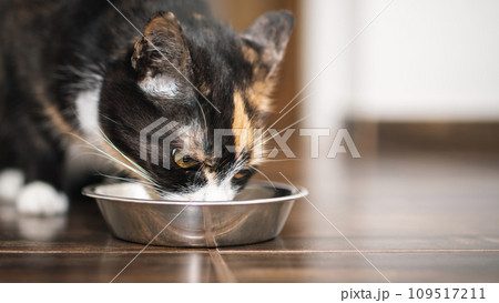 Hungry cat eating from metal bowl at home. 109517211