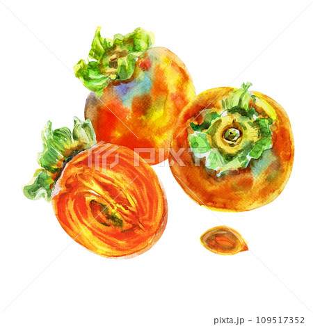 Template of persimmon orange fruit with leaves. Watercolor hand-drawn elements. Isolated on white background. Delicious fruit clip-art illustration. Used on labels, napkins, towels, tableware, package Template of persimmon orange fruit with leaves. Watercolor hand-drawn elements. Isolated on white background. Delicious fruit clip-art illustration. Used on labels, napkins, towels, tableware, package 109517352