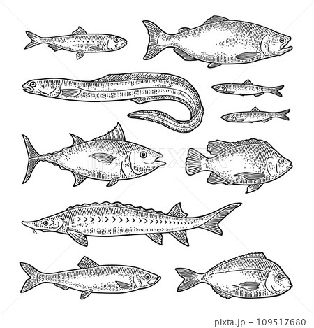 Whole fresh different types of fish. Vector engraving 109517680