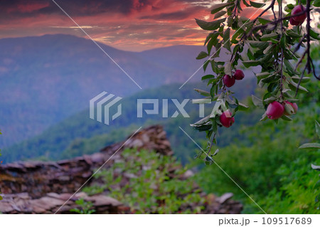 Mountain Twilight: Orchard Overlook in the Ardeche 109517689