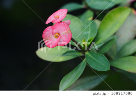 植物 工場 プランツ 109517690