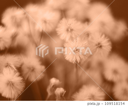 Peach Fuzz fluffy flowers butterweed, horseweed close up. Fluffy flowers texture. Color of the year 2024 Peach Fuzz. Peach Fuzz fluffy flowers butterweed, horseweed close up. Fluffy flowers texture. Color of the year 2024 Peach Fuzz. 109518154