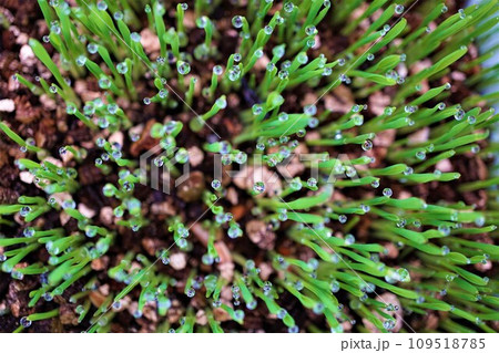 猫草　ペットグラス　水滴　 109518785