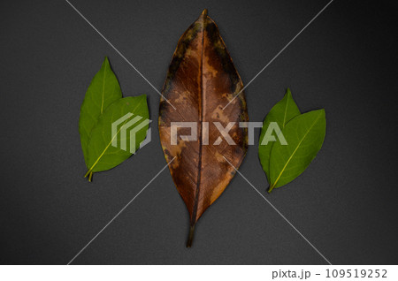 Magnolia and daphne bay tree leaf, leaf of magnolia and daphne tree different color Magnolia and daphne bay tree leaf, leaf of magnolia and daphne tree different color 109519252
