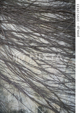 Banyan tree roots on the cement wall 109519433