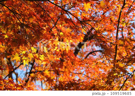 秋の風景 紅葉 秋の風景 紅葉 109519685