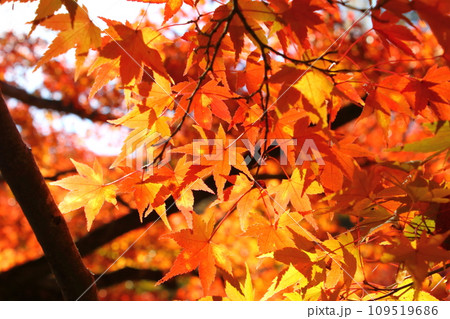 秋の風景　紅葉 109519686