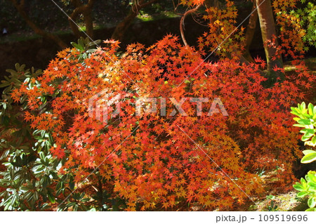 秋の風景 紅葉 秋の風景 紅葉 109519696
