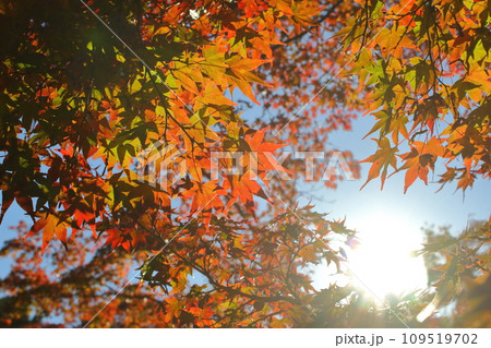 秋の風景　紅葉と太陽 109519702