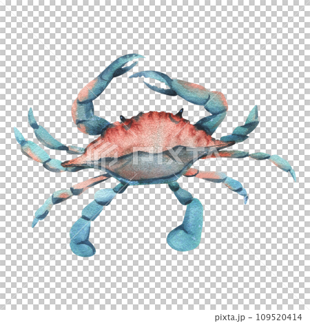 Blue crab top view in turquoise and coral color. Hand drawn watercolor illustration. Sea animals, underwater world, seafood. Isolated object on a white background for decoration and design. Blue crab top view in turquoise and coral color. Hand drawn watercolor illustration. Sea animals, underwater world, seafood. Isolated object on a white background for decoration and design. 109520414