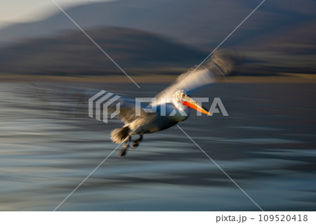 Slow pan of Dalmatian pelican passing lakeside 109520418