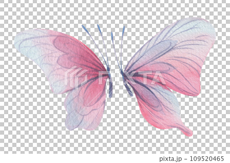 Butterflies are pink, blue, lilac, flying, delicate with wings and splashes of paint. Hand drawn watercolor illustration. Set of isolated elements on a white background, for design 109520465