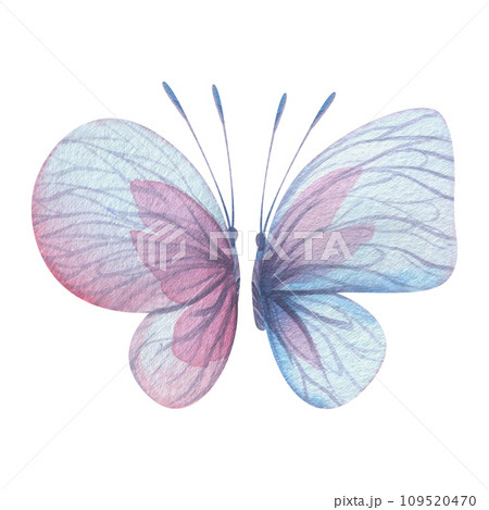 Butterflies are pink, blue, lilac, flying, delicate with wings and splashes of paint. Hand drawn watercolor illustration. Set of isolated elements on a white background, for design Butterflies are pink, blue, lilac, flying, delicate with wings and splashes of paint. Hand drawn watercolor illustration. Set of isolated elements on a white background, for design 109520470