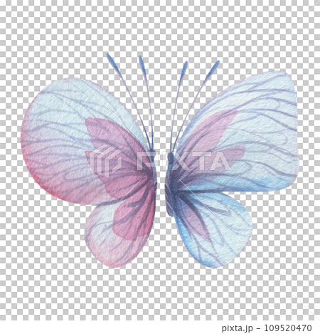 Butterflies are pink, blue, lilac, flying, delicate with wings and splashes of paint. Hand drawn watercolor illustration. Set of isolated elements on a white background, for design Butterflies are pink, blue, lilac, flying, delicate with wings and splashes of paint. Hand drawn watercolor illustration. Set of isolated elements on a white background, for design 109520470