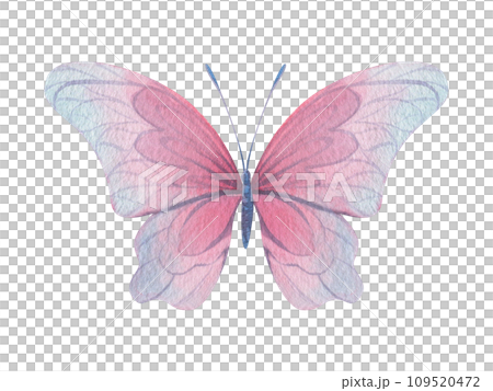 Butterfly are pink, blue, lilac, flying, delicate with wings. Hand drawn watercolor illustration. Isolated element on a white background, for design. 109520472