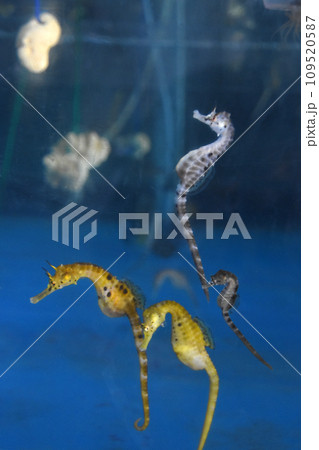 鹿児島県タツノオトシゴハウスの仲良く泳ぐタツノオトシゴ 109520587