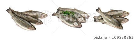 Raw Trout Isolated 109520863