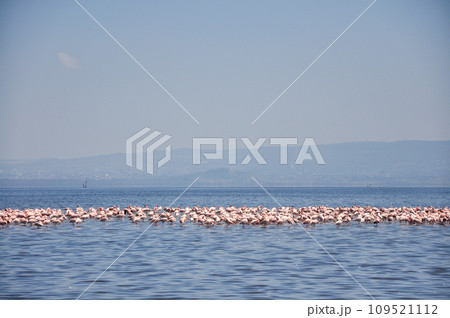 Flamingo. Flamingo Flock. Africa. Kenya. African flamingos. Flamingo. Flamingo Flock. Africa. Kenya. African flamingos. 109521112