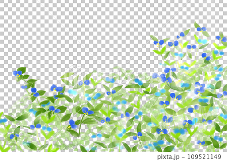 露草花卡1 109521149