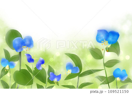 露草の花のカード2 109521150