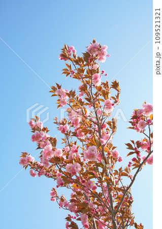 北海道の公園に咲く快晴の日の八重桜 北海道の公園に咲く快晴の日の八重桜 109521321