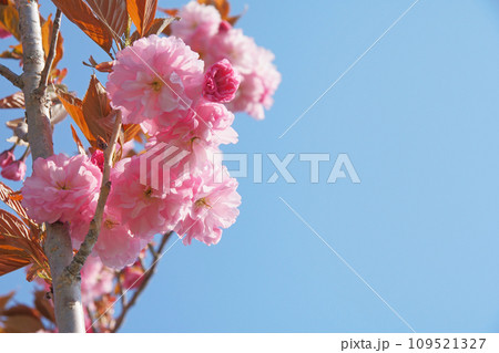北海道の公園に咲く快晴の日の八重桜 109521327