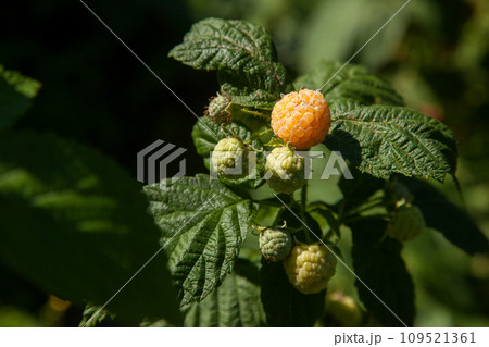 Branch with yellow raspberry in sunlight. Growing natural bush of raspberry. . 109521361
