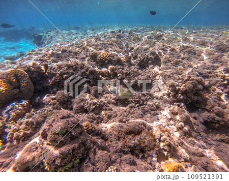 Rhinecanthus assasi fish or Picasso trigger fish on his coral reef in the Red Sea, Egypt. 109521391