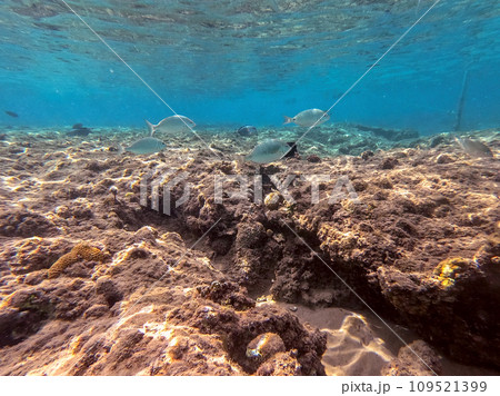 Shoal of Sargos or White Seabream swimming at the coral reef in the Red Sea, Egypt.. 109521399