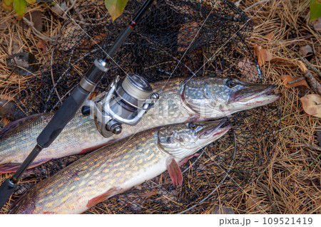 Freshwater pike fish. Two Freshwater pikes fish lies on keep net and fishing rod with reel.. Freshwater pike fish. Two Freshwater pikes fish lies on keep net and fishing rod with reel.. 109521419