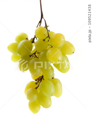 Bunch of organic green grapes isolated on white background. 109521438