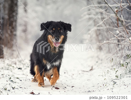 Hovawart in winter 109522301