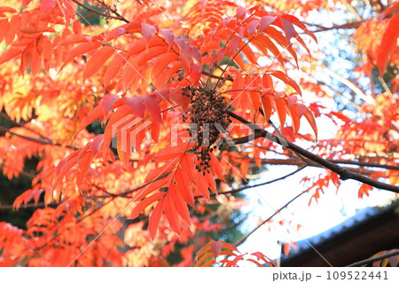 黄櫨の木(ハゼノキ)の紅葉と果実 黄櫨の木(ハゼノキ)の紅葉と果実 109522441