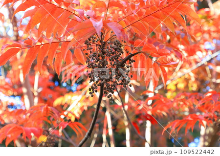黄櫨の木（ハゼノキ）の紅葉と果実 の写真素材 [109522442] - PIXTA