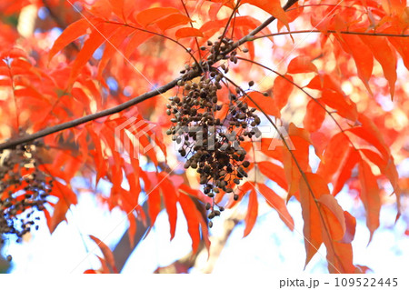 黄櫨の木(ハゼノキ)の紅葉と果実 黄櫨の木(ハゼノキ)の紅葉と果実 109522445