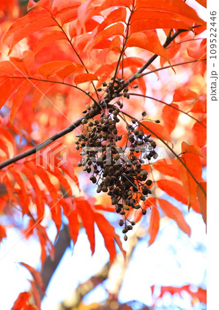黄櫨の木(ハゼノキ)の紅葉と果実 黄櫨の木(ハゼノキ)の紅葉と果実 109522446