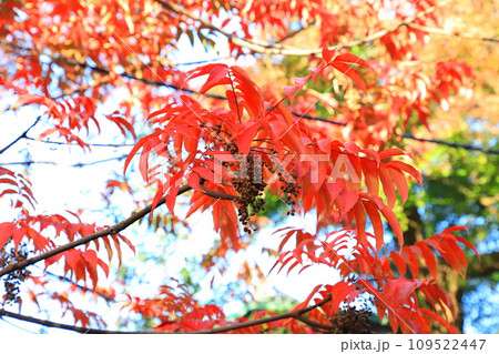 黄櫨の木(ハゼノキ)の紅葉と果実 黄櫨の木(ハゼノキ)の紅葉と果実 109522447